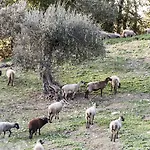 Tenuta San Felice Giano dellʼUmbria