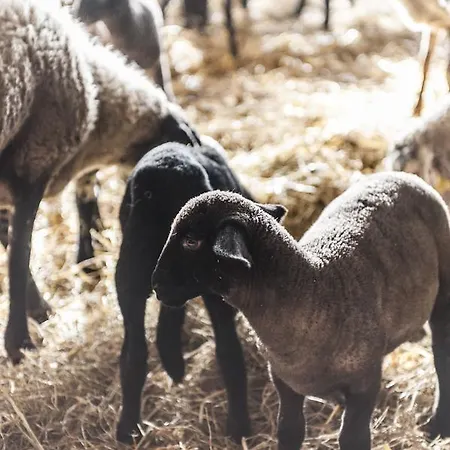 Tenuta San Felice * Giano dellʼUmbria