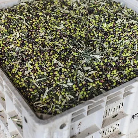 Alojamento de Turismo Rural Tenuta San Felice