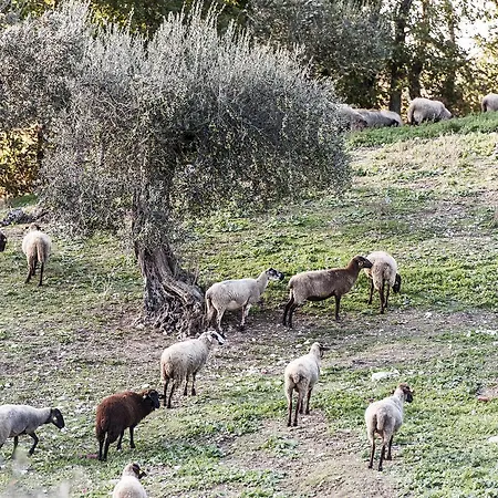 Tenuta San Felice Giano dellʼUmbria